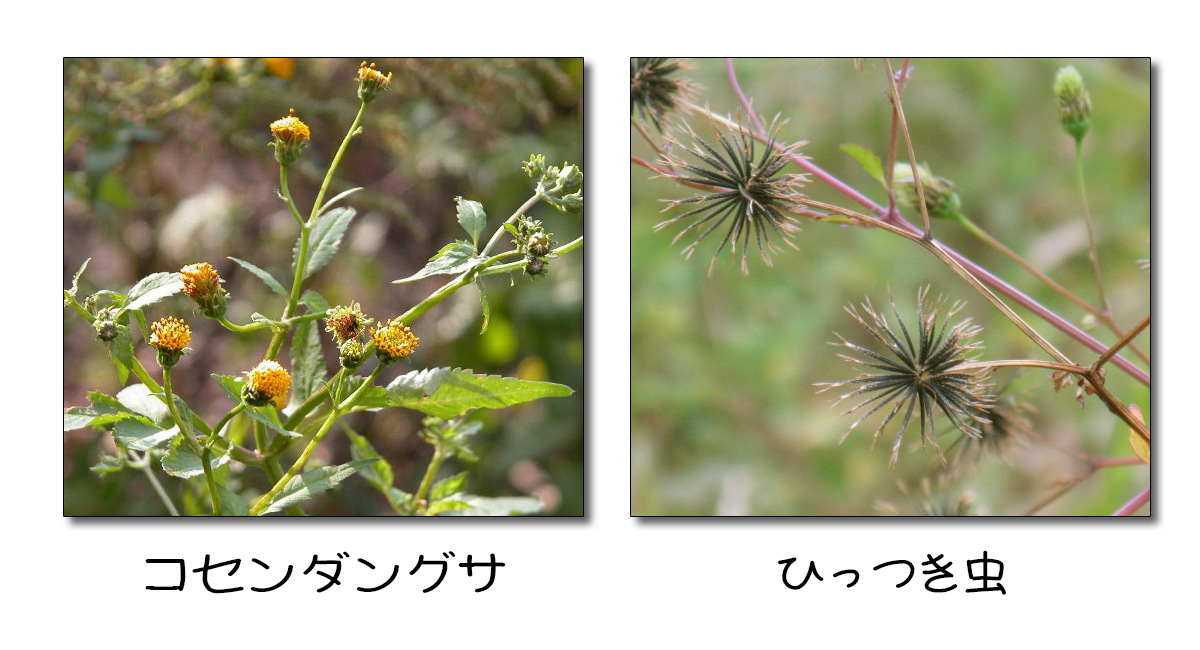 コセンダングサ