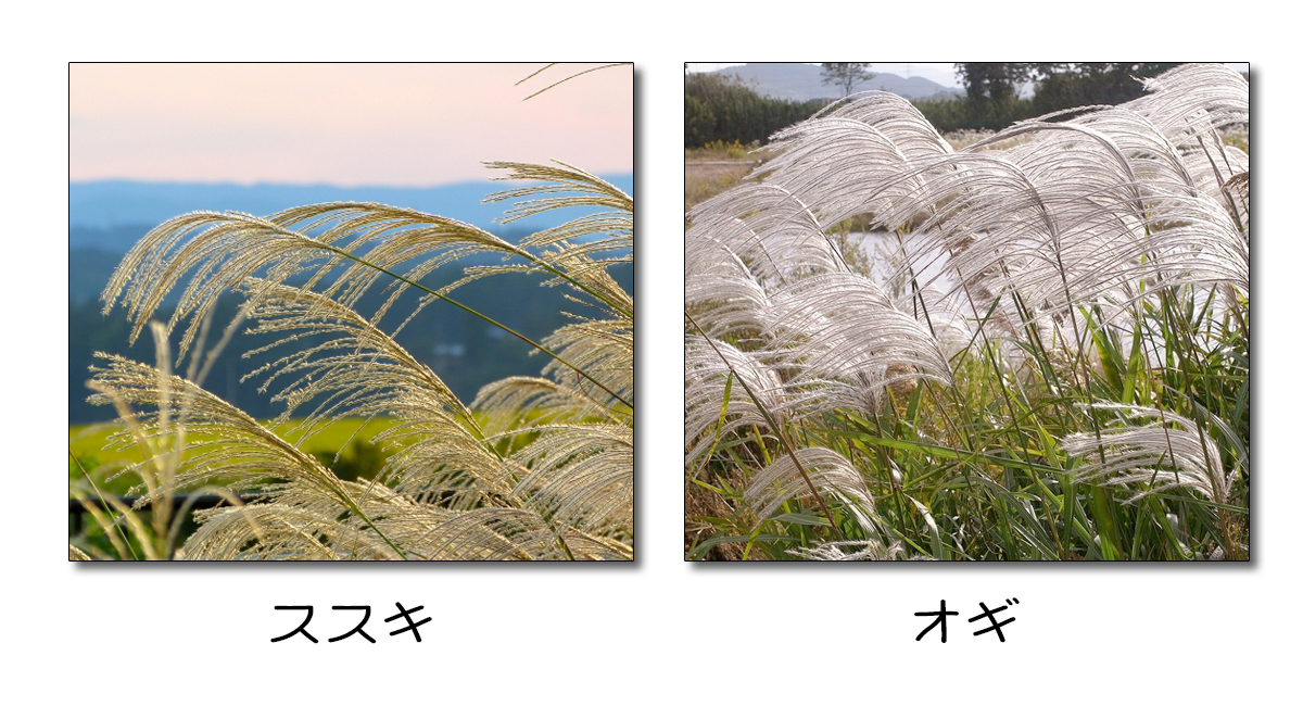 秋の野草