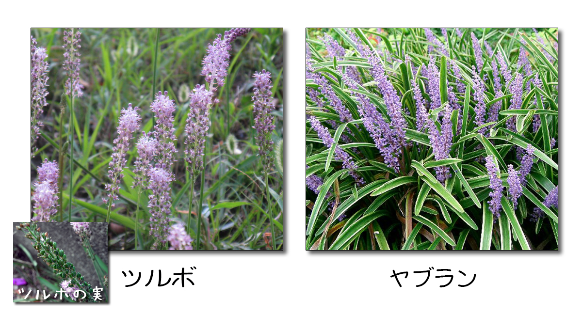 秋の野草