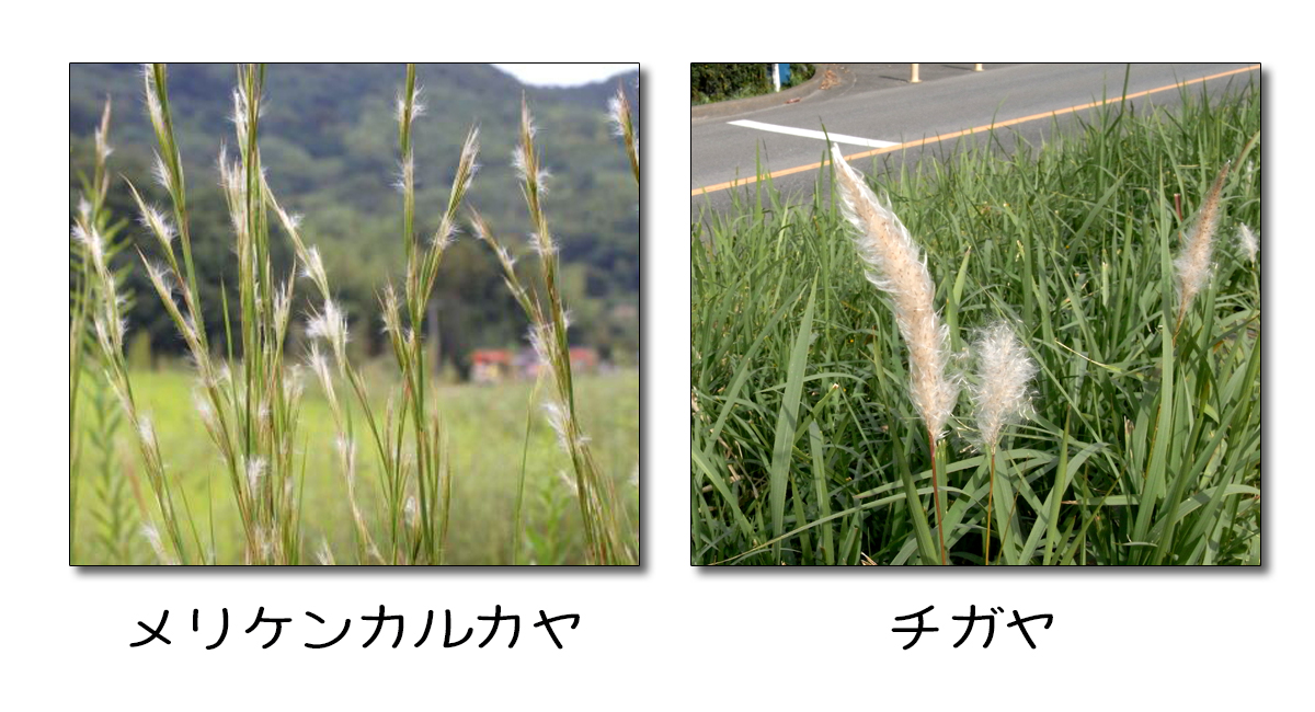 イネ科