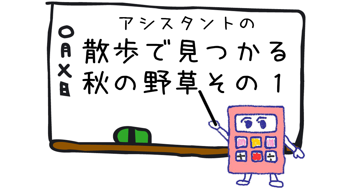 秋の野草