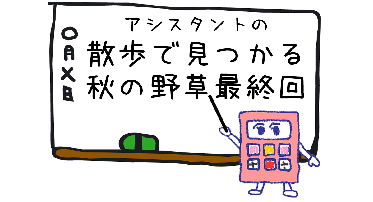 秋の野草