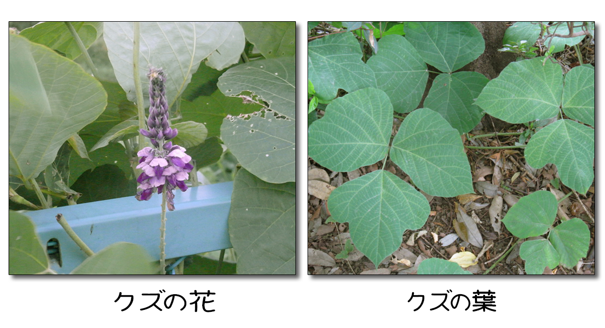 秋の野草