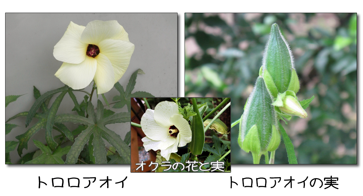 秋の野草