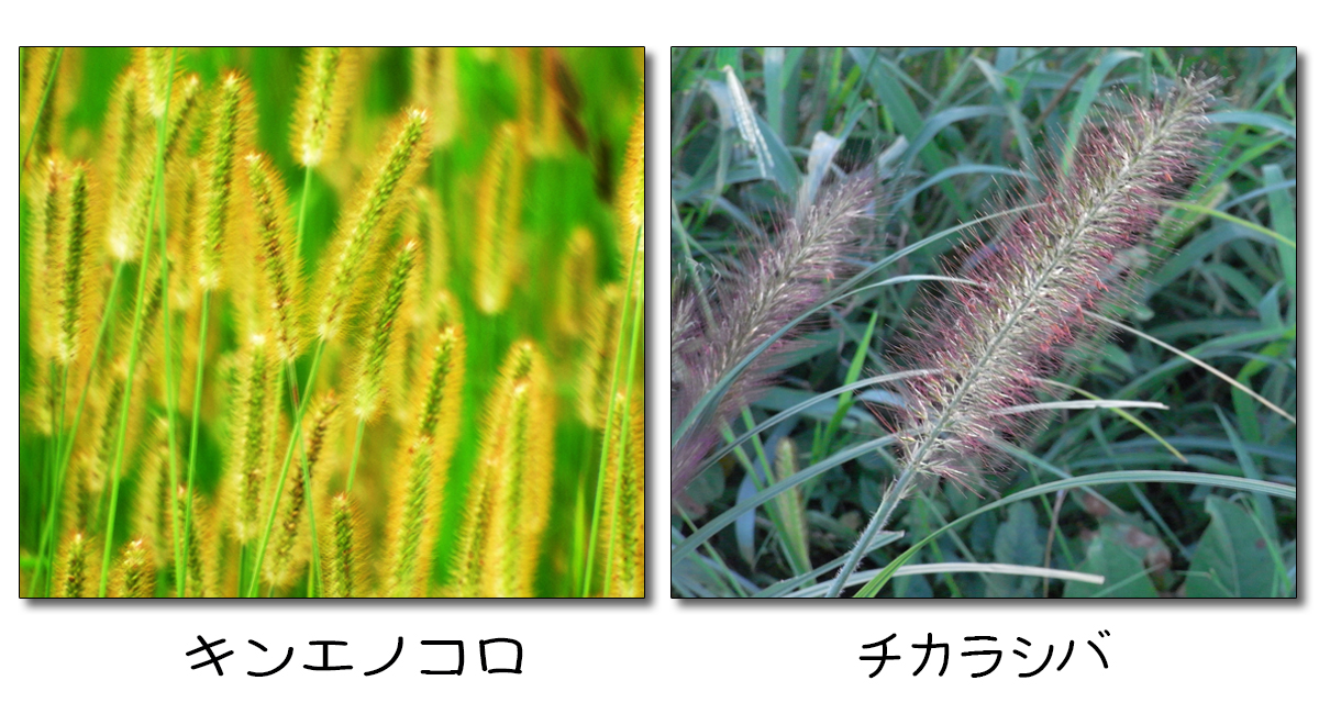 秋の野草