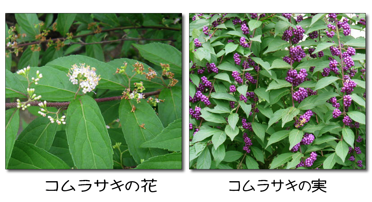秋の野草