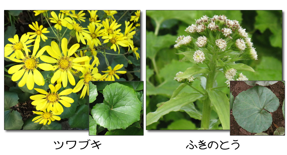 秋の野草