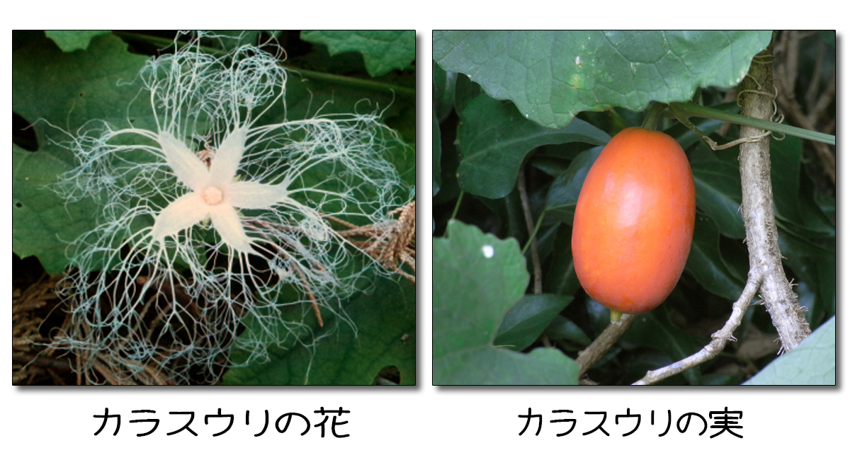 秋の野草