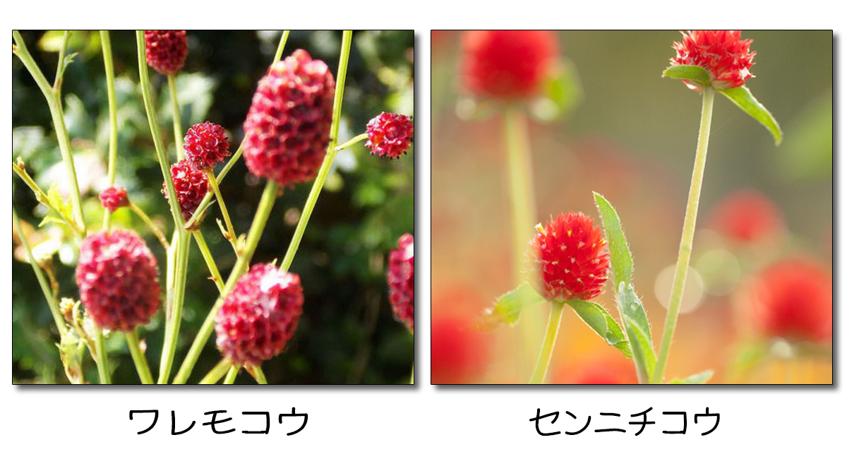 秋の野草