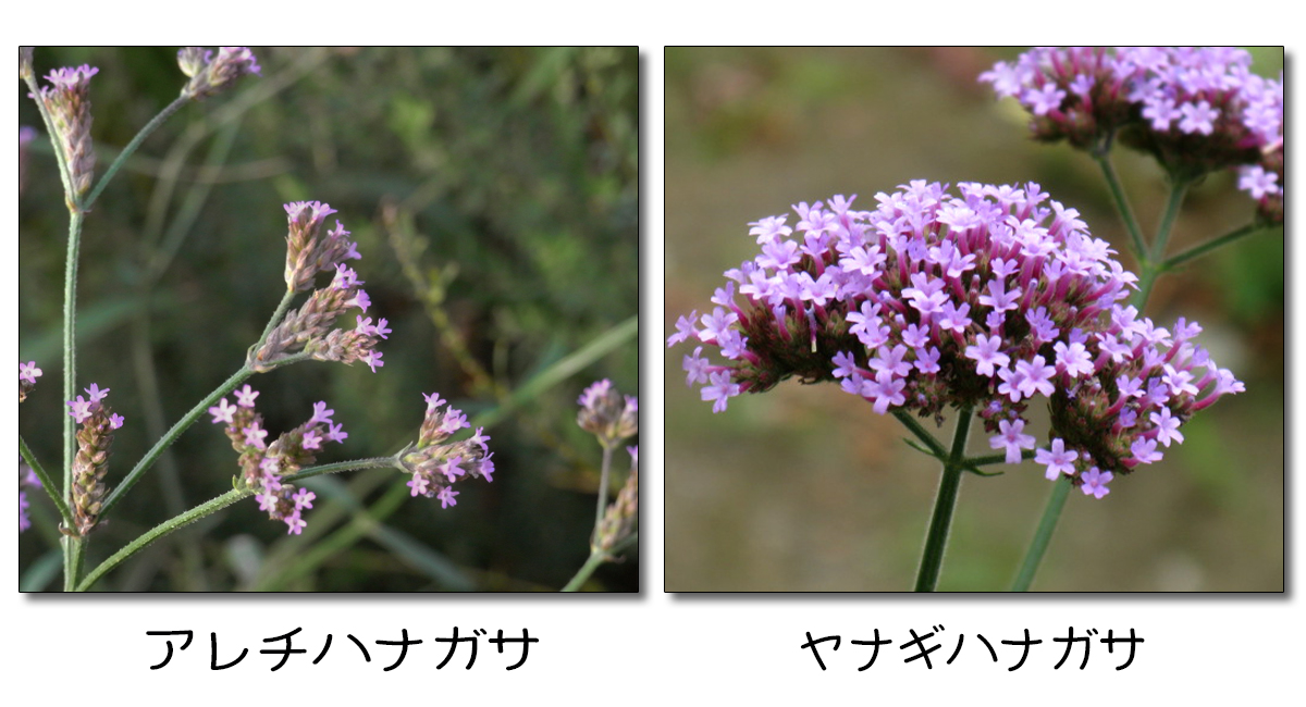秋の野草